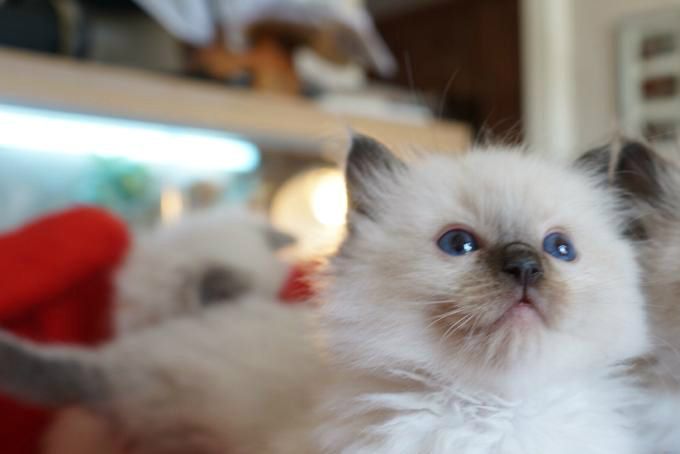 We have kittens available at the moment. They will be ready to leave mum at 12 weeks, which will be mid November. We have Blue and Seal in Mitted and Colourpoint. 
Our next kittens will be arriving in the New Year and ready for their new homes in the Spring.