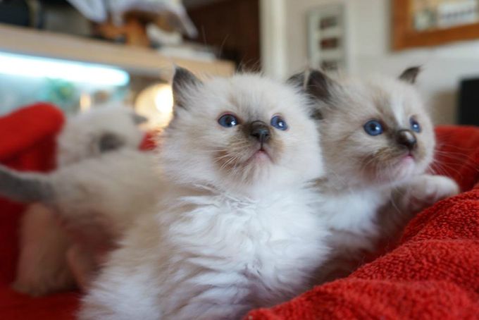We have kittens available at the moment. They will be ready to leave mum at 12 weeks, which will be mid November. We have Blue and Seal in Mitted and Colourpoint. 
Our next kittens will be arriving in the New Year and ready for their new homes in the Spring.