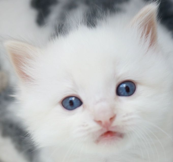 We sometimes have available, rare beautiful Cream Points ( and Blue Cream Torties) with unusually deep blue eye colour.
 Mum Shawville Becky Blue: Blue Tortie Mitted and Dad: Raggadazel Merlin, Blue Colourpoint.