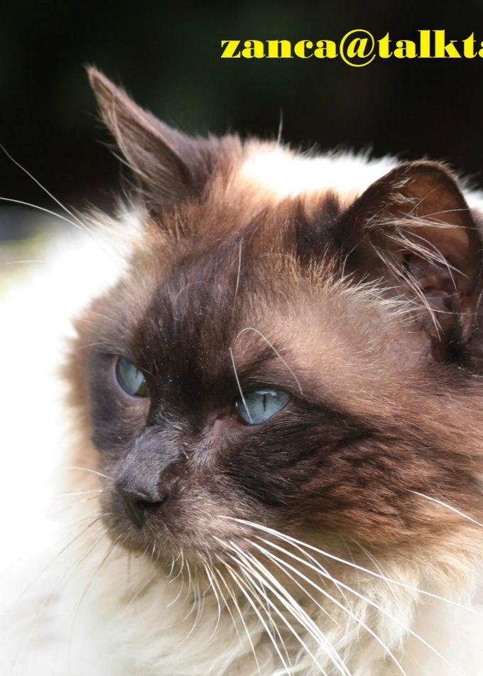 Sonnyboy: Our oldest (and original) stud. Old traditional bloodline, a grand old man of 16!!! Sadly Missed R.I.P in Cat Heaven Sonny.