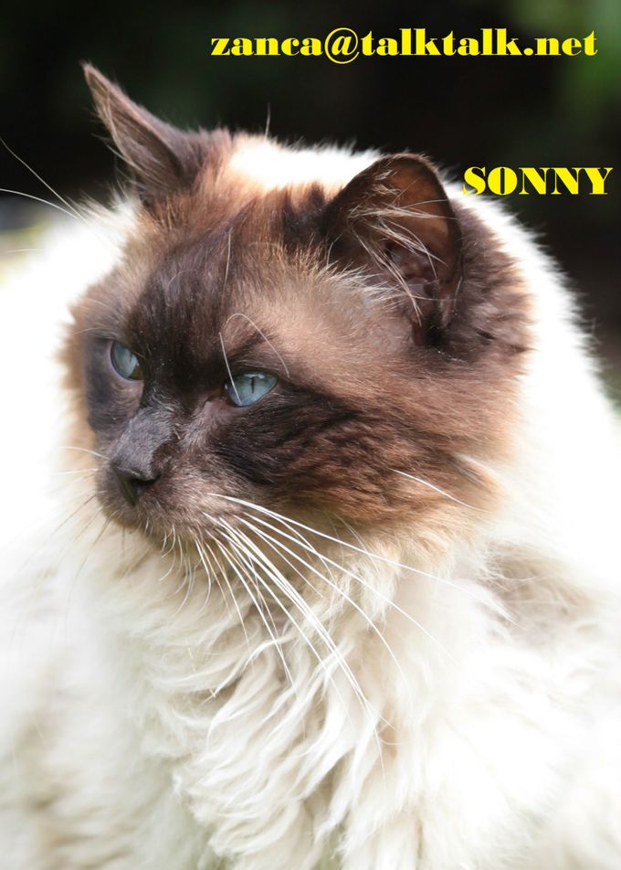 Sonnyboy: Our oldest (and original) stud. Old traditional bloodline, a grand old man of 16!!! Sadly Missed R.I.P in Cat Heaven Sonny.