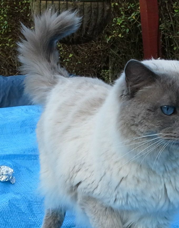 Griff (Raggadazel Merlin) 
Sire:  Trever Cat Comedian
Dam: Westhope Roxy
A large Blue C/P boy, 3 years old, with stunning eye colour as you can see. Most importantly he passes it on to all his kittens! 