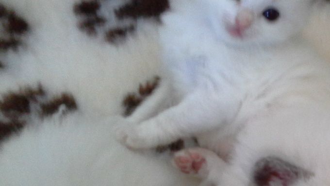 Pria's babies (7 of them!!) now 3 weeks old! THEN