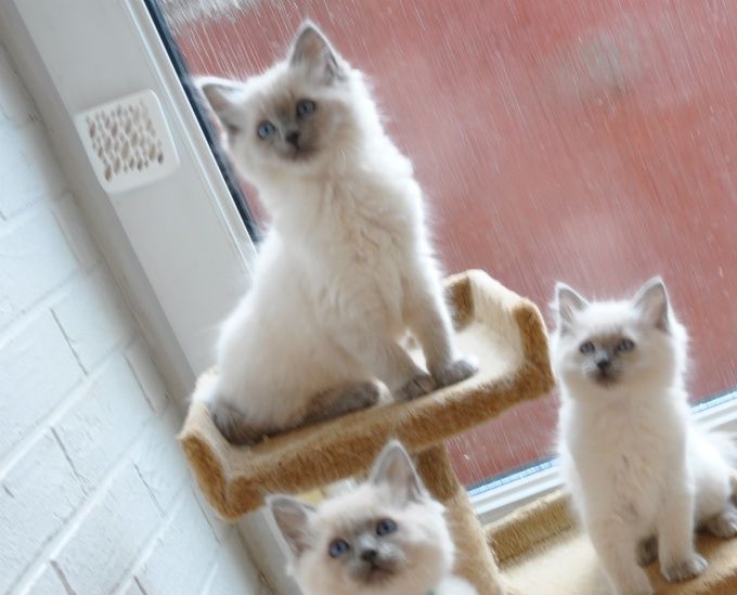 NOW - Pria's Babies 8 Weeks Old. It was impossible to get all seven to stay still!! I will catch the two Bicolour babies and add a photo soon!