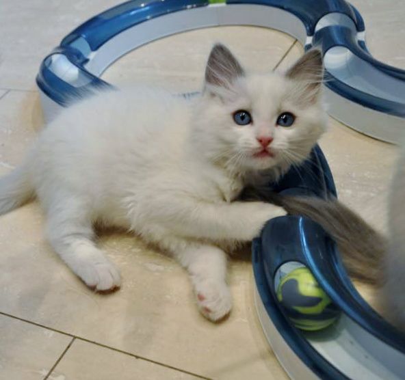 Gizmo