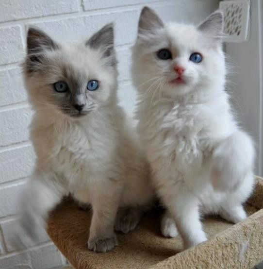 Best Buddies : Rogano Silvermist and Rogano Giselle