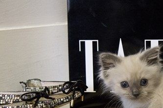 From Litter Trays to High Fashion....Fashionista Kitties