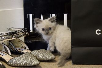 From Litter Trays to High Fashion....Fashionista Kitties