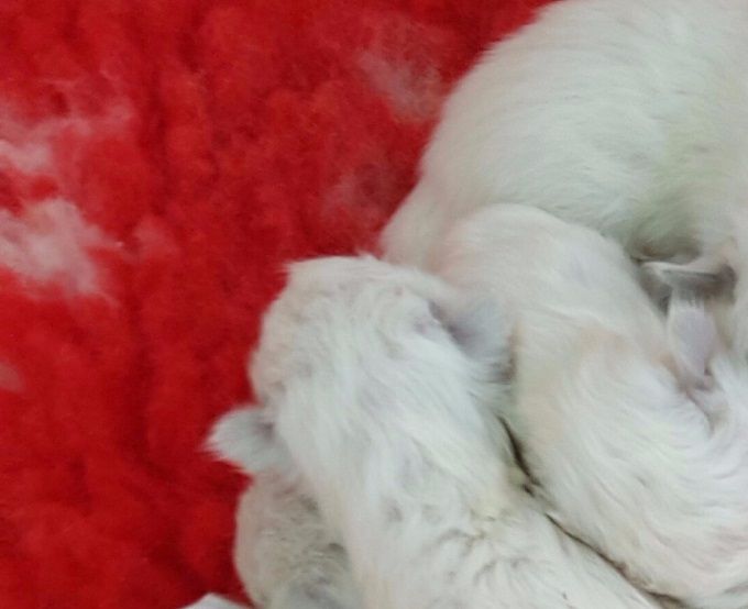 New Arrivals Just 2 Days Old :)
