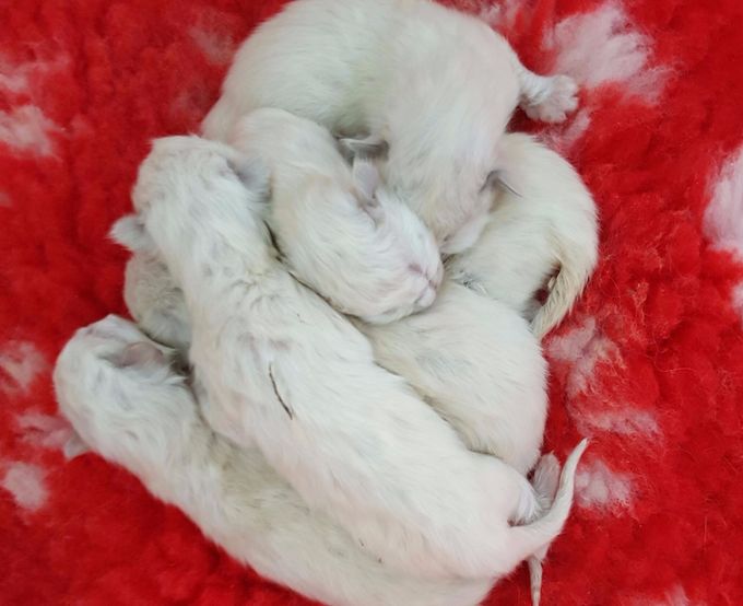 New Arrivals Just 2 Days Old :)
